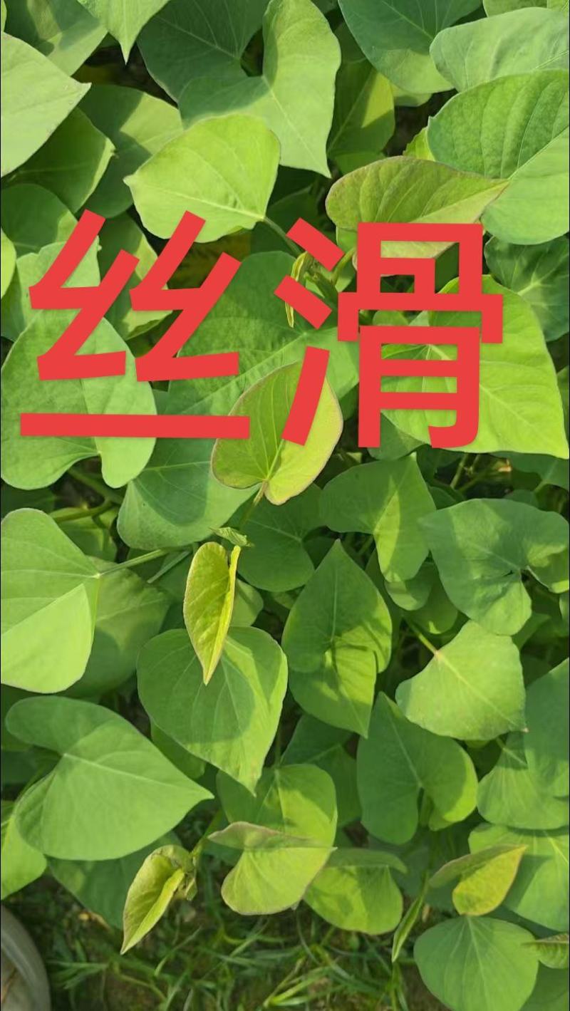 批发脱毒红薯地瓜种苗