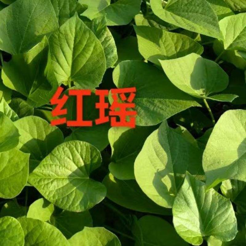 批发脱毒红薯地瓜种苗