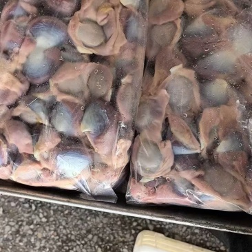 黑棕鹅肾