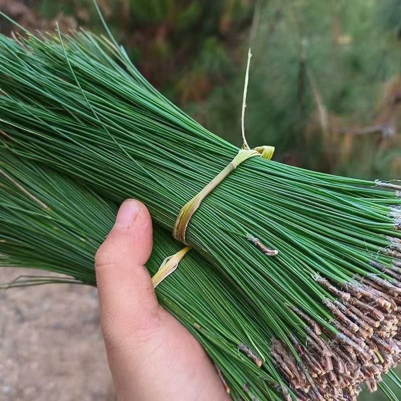 松针货源充足品质保证欢迎电话联系价格美丽