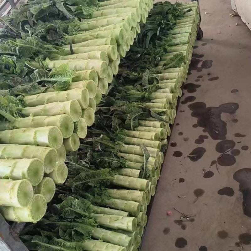 甘肃莴笋【红叶香莴苣】莴笋大量出货，电话热线中！！！
