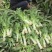 甘肃莴笋【红叶香莴苣】莴笋大量出货，电话热线中！！！