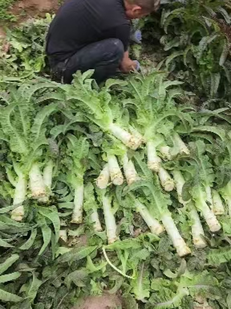 甘肃莴笋【红叶香莴苣】莴笋大量出货，电话热线中！！！