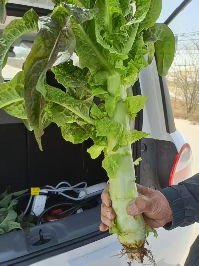 甘肃莴笋【红叶香莴苣】莴笋大量出货，电话热线中！！！