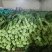 甘肃莴笋【红叶香莴苣】莴笋大量出货，电话热线中！！！