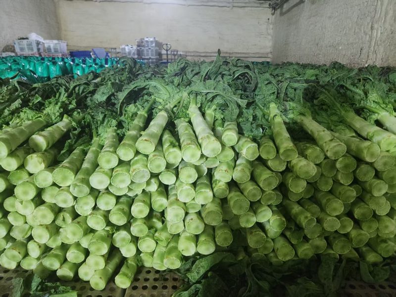 甘肃莴笋【红叶香莴苣】莴笋大量出货，电话热线中！！！