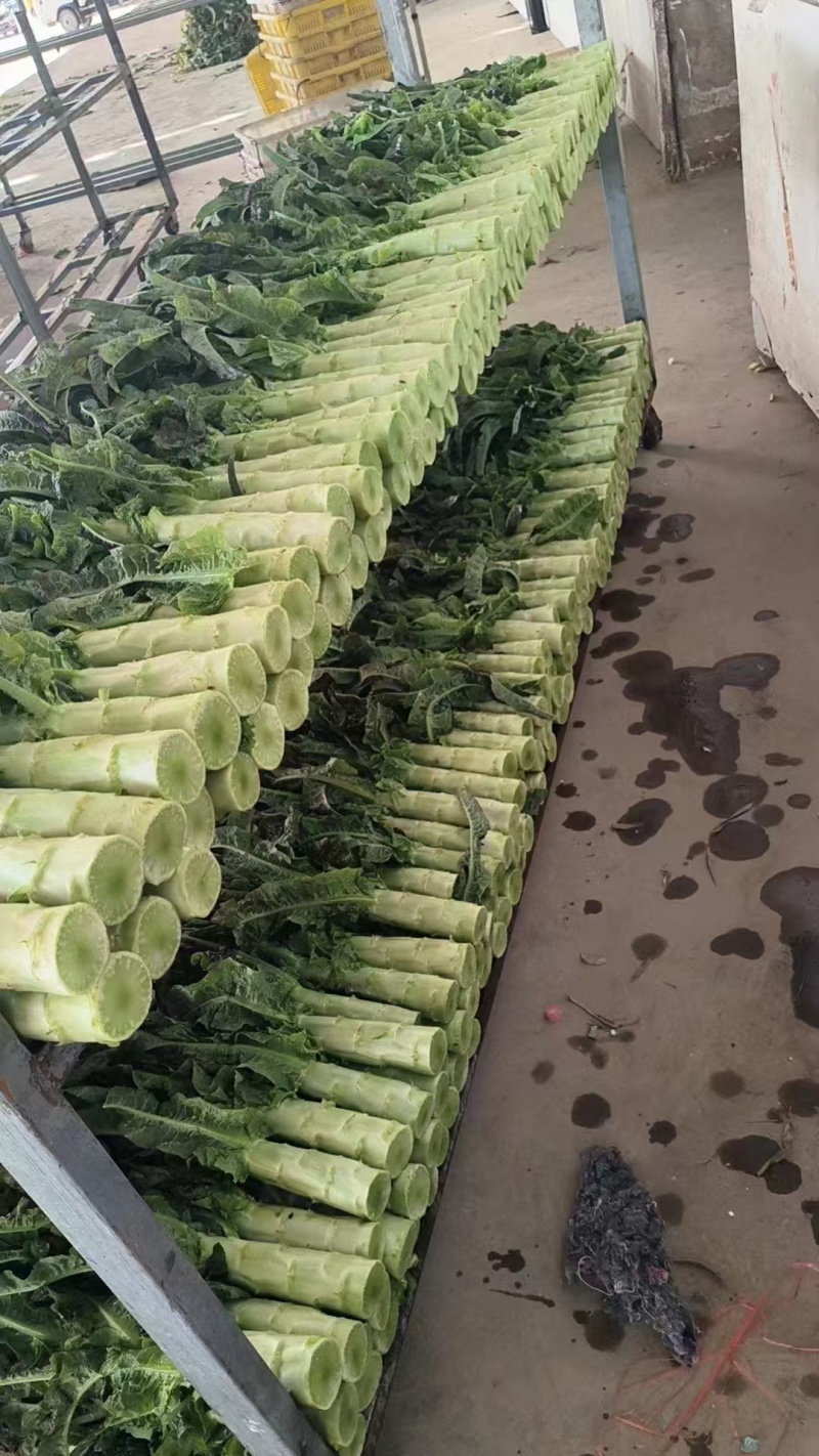 甘肃莴笋【红叶香莴苣】莴笋大量出货，电话热线中！！！