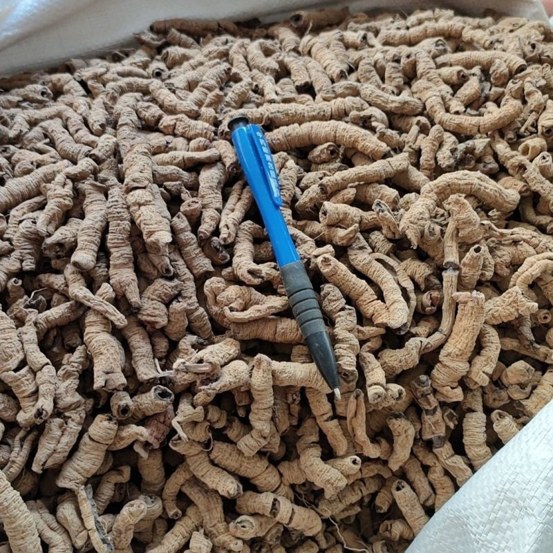 巴戟天中药材批发大货产地货源广东散装巴戟天量大