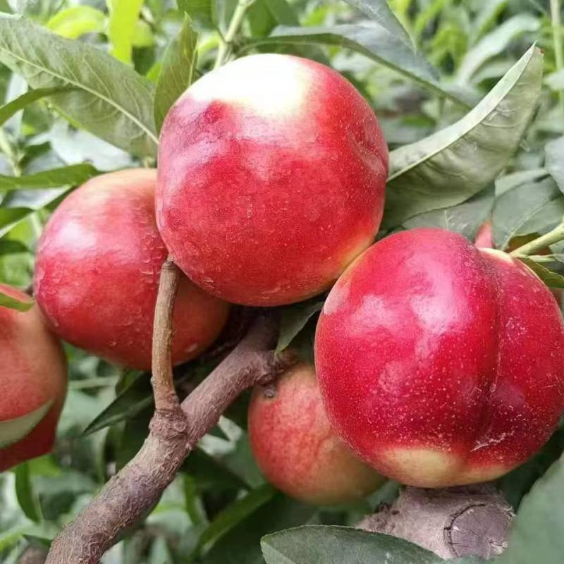 中油十八