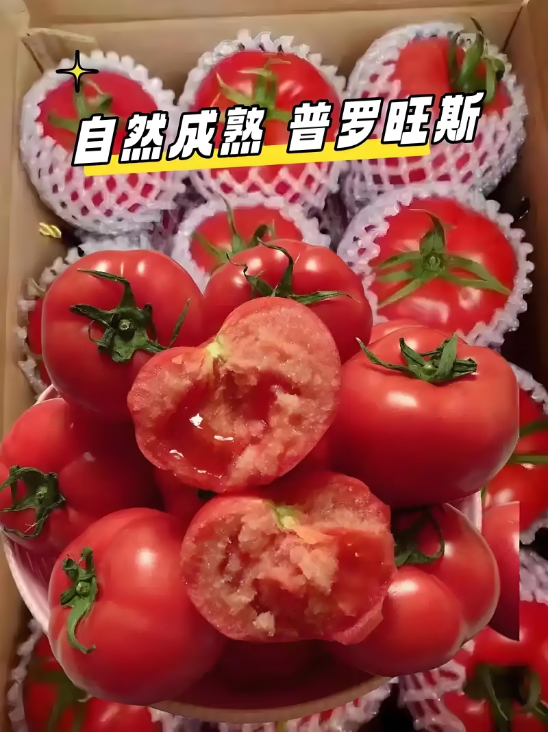 大荔县本地的普罗旺斯西红柿，水果西红柿，全沙口！