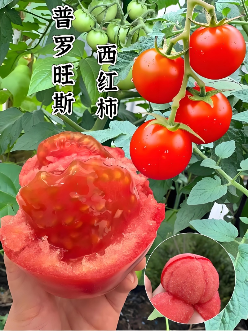 大荔县本地的普罗旺斯西红柿，水果西红柿，全沙口！