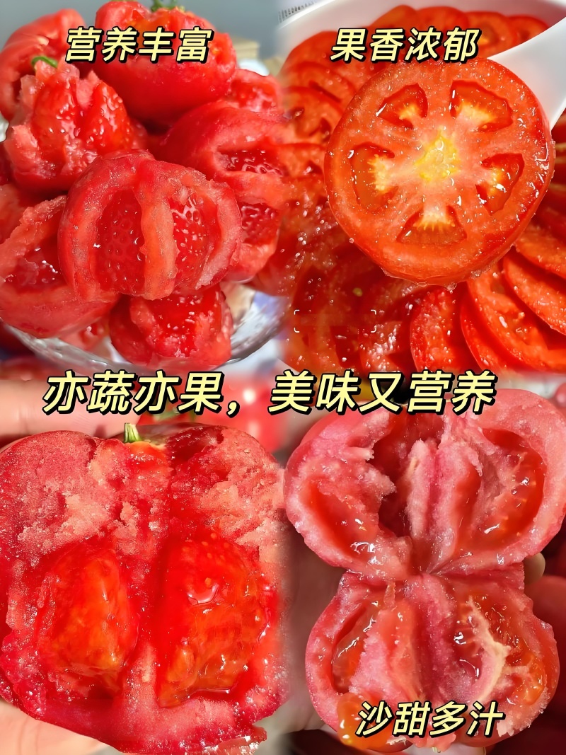 大荔县本地的普罗旺斯西红柿，水果西红柿，全沙口！