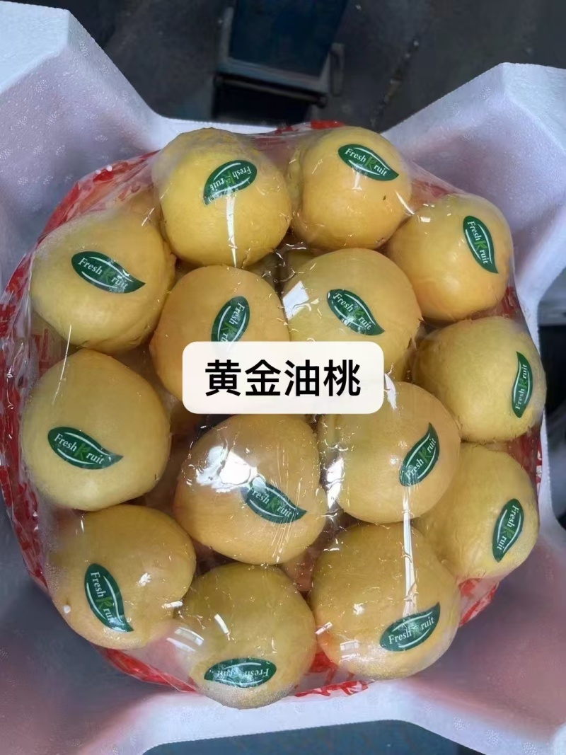 早四号