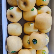 精品维纳斯苹果大量上市全国供应对接各大商超市场欢迎选购