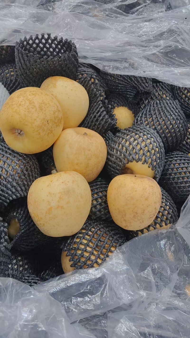 精品维纳斯苹果大量上市全国供应对接各大商超市场欢迎选购