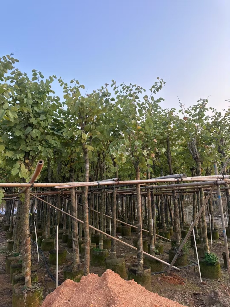 宫粉紫荆，各种规格齐全，大量出售，支持视频