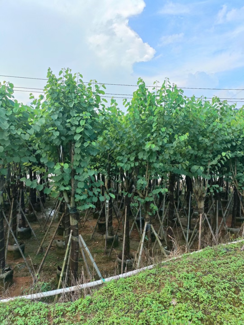 宫粉紫荆，各种规格齐全，大量出售，支持视频