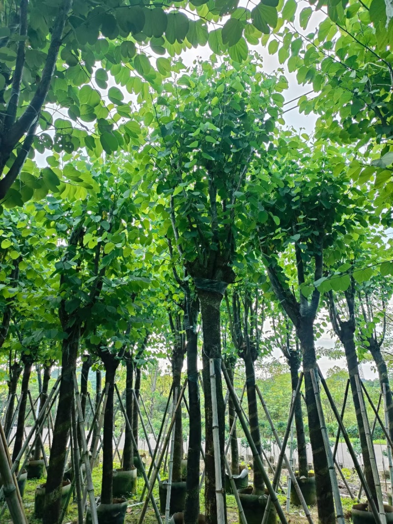 宫粉紫荆，各种规格齐全，大量出售，支持视频