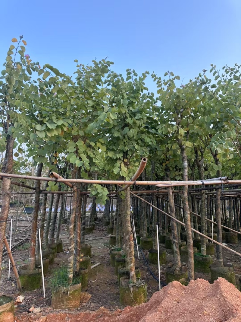 宫粉紫荆，各种规格齐全，大量出售，支持视频