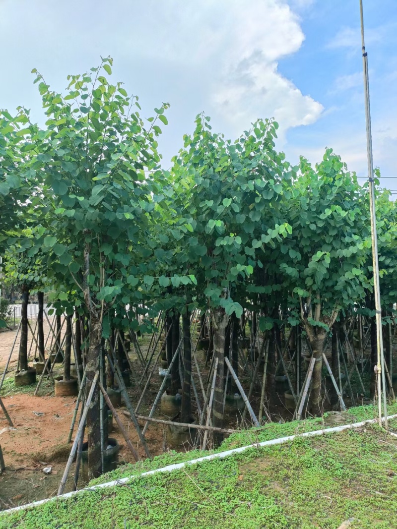 宫粉紫荆，各种规格齐全，大量出售，支持视频