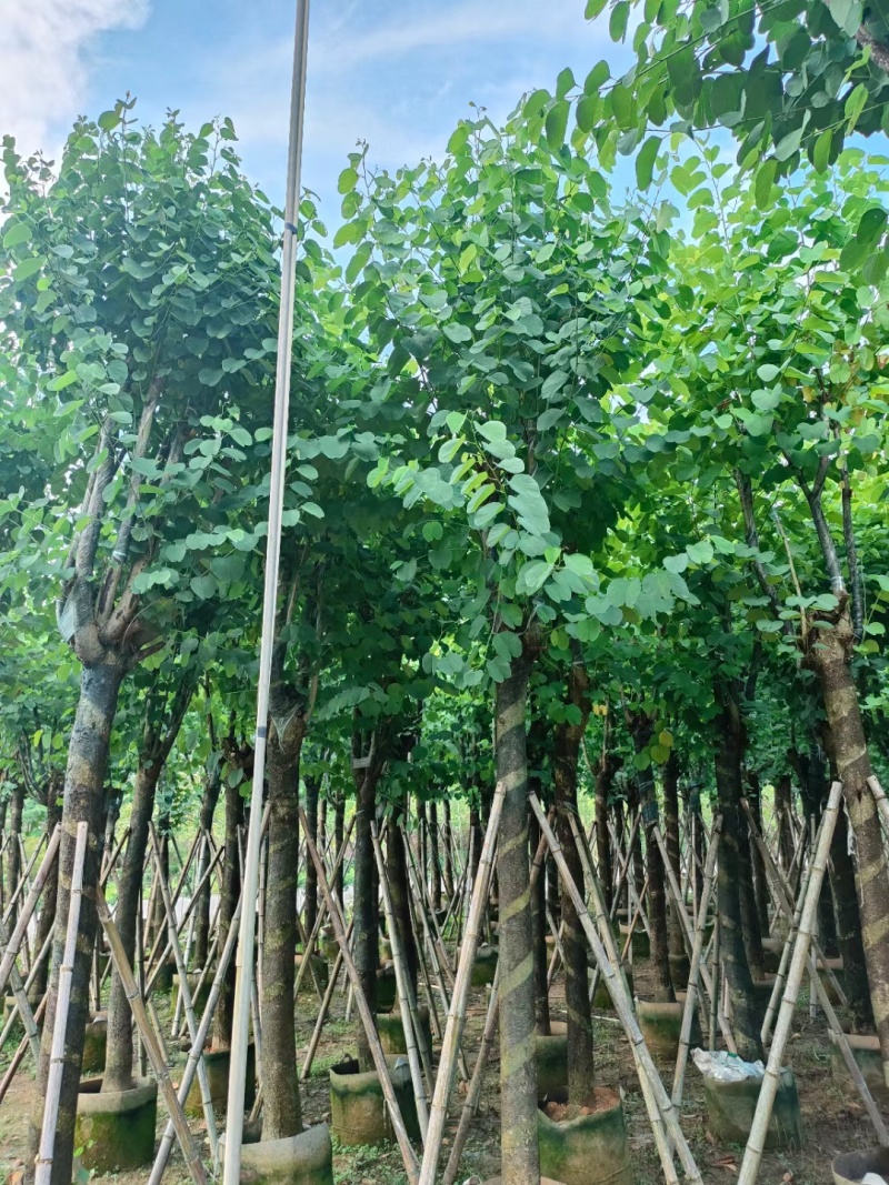 宫粉紫荆，各种规格齐全，大量出售，支持视频