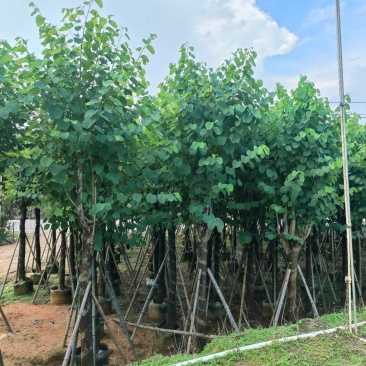 宫粉紫荆，各种规格齐全，大量出售，支持视频