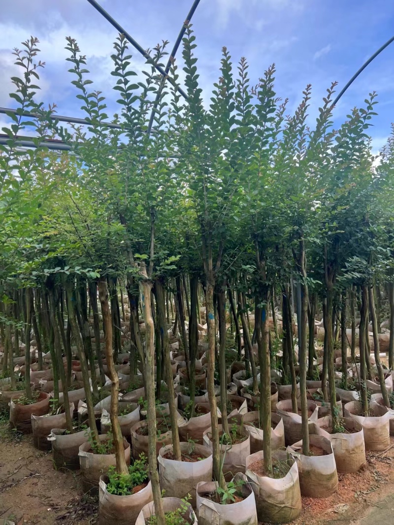 小叶紫微，各种规格齐全。大量出支持视频