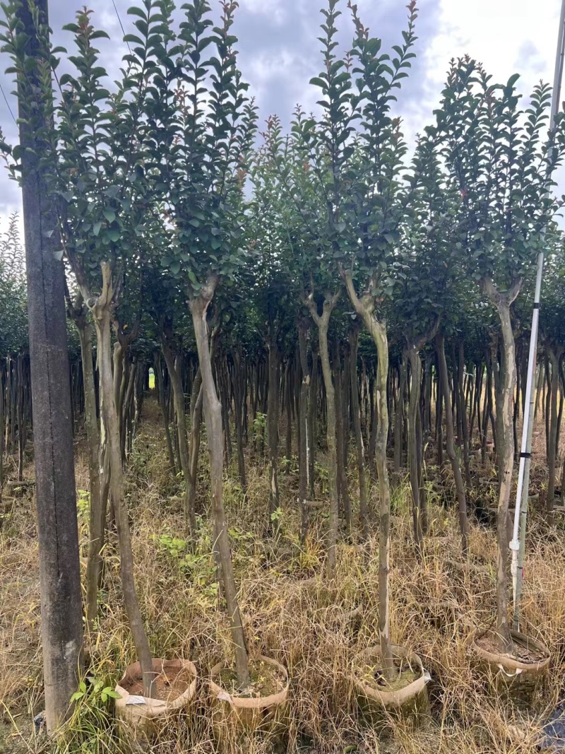 小叶紫微，各种规格齐全。大量出支持视频