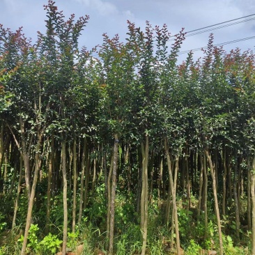 小叶紫微，各种规格齐全。大量出支持视频