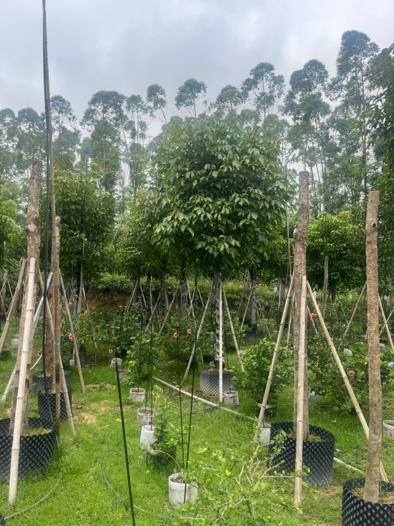 秋枫树各种规格齐全对接各大平台各种树苗直供