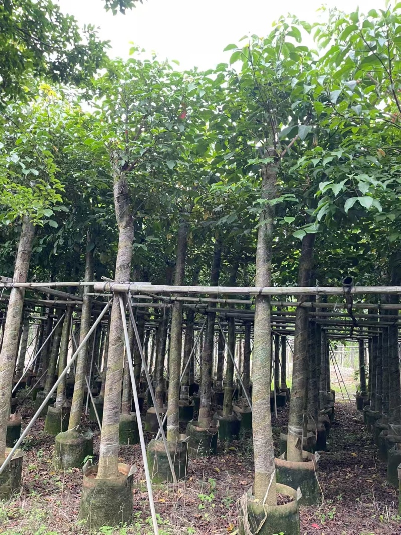 秋枫树各种规格齐全对接各大平台各种树苗直供