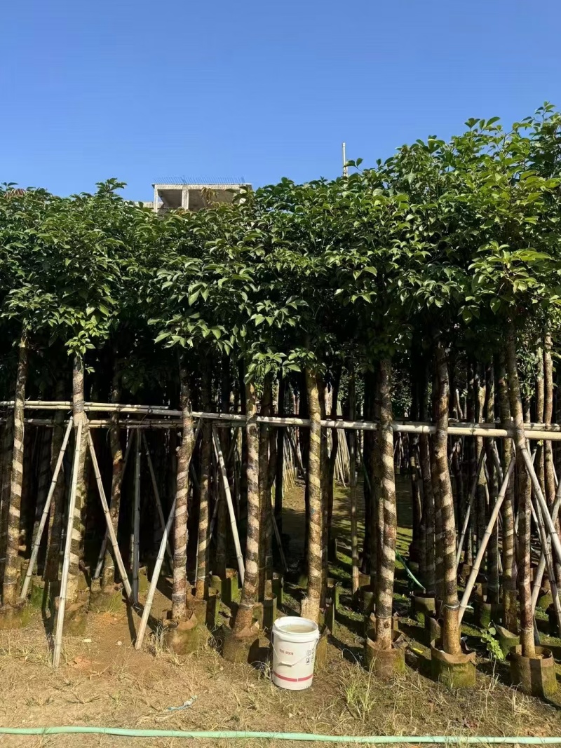 秋枫树各种规格齐全对接各大平台各种树苗直供