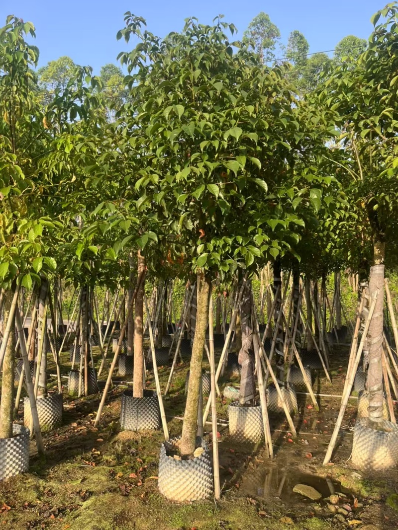 秋枫树各种规格齐全对接各大平台各种树苗直供
