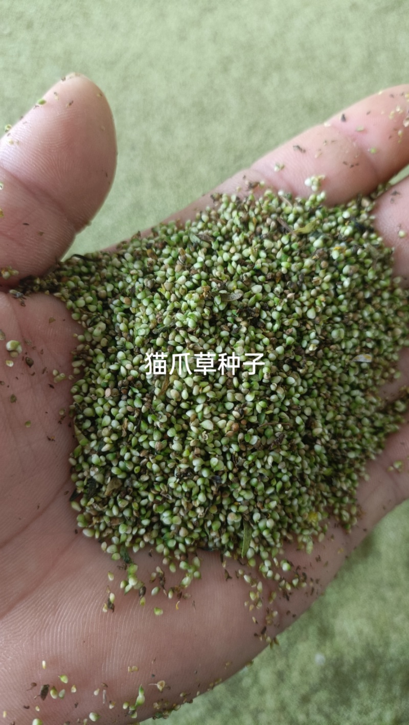猫爪草子