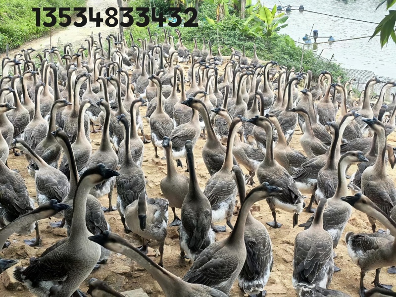 广东黑棕鹅养殖场供应地销地通棚鹅光鹅5-10斤