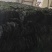 海带丝烘干海带丝压缩海带丝免洗海带丝干海带丝产地直接发货