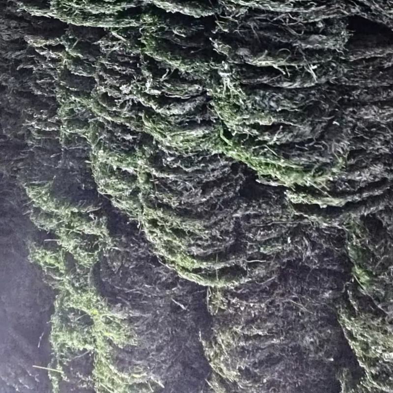 海带丝烘干海带丝压缩海带丝免洗海带丝干海带丝产地直接发货