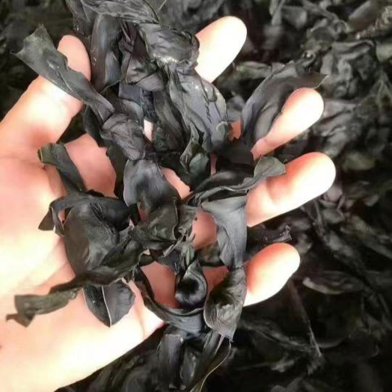海带结烘干海带结免洗海带结压缩海带结产地直接发货