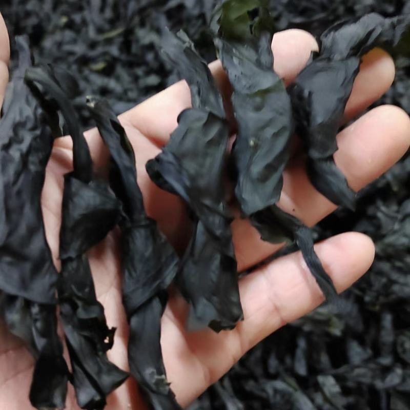 海带结烘干海带结免洗海带结压缩海带结产地直接发货