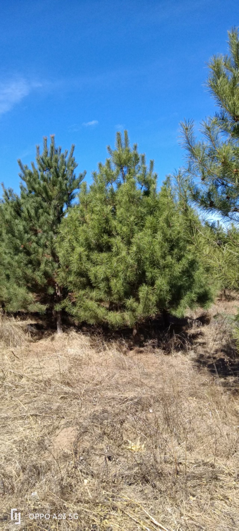 3-6米多种规格油松，量大质优，苗圃位于赤城县后城镇
