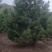 3-6米多种规格油松，量大质优，苗圃位于赤城县后城镇