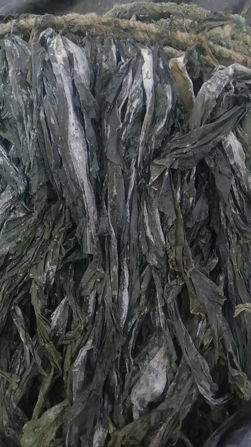 海带干海带海带皮海带干挂菜海带无沙海带养殖场直接供货