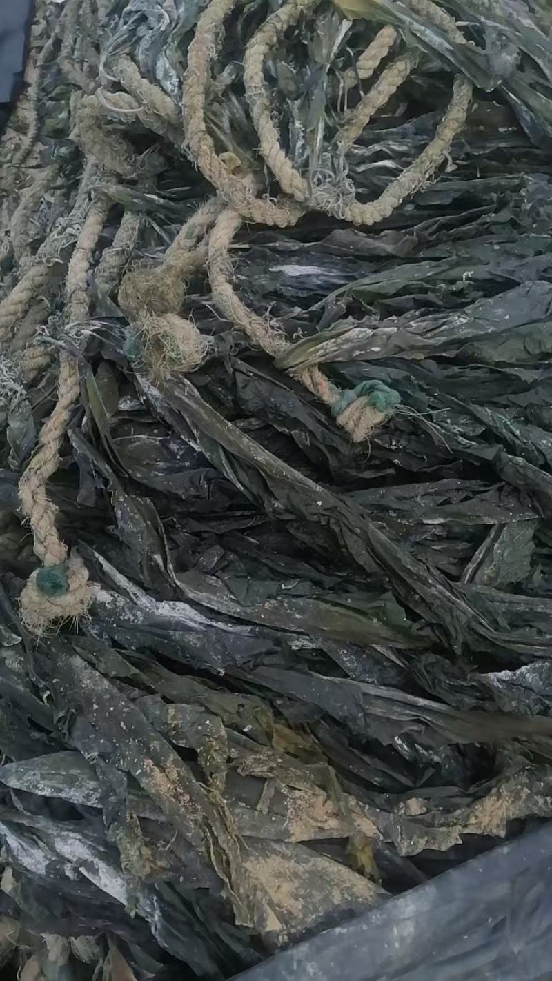 海带干海带海带皮海带干挂菜海带无沙海带养殖场直接供货