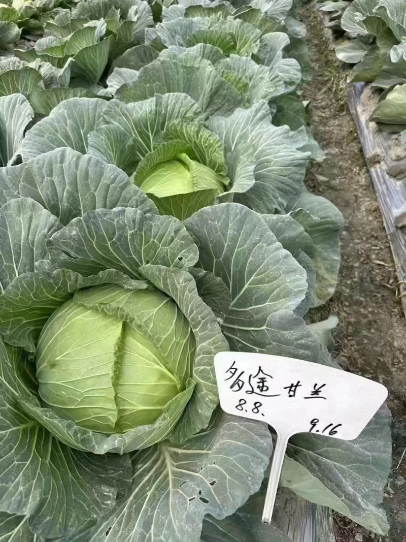 甘蓝苗（品种丰圆913多途)基地直供可以开票