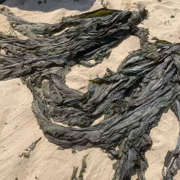 海带干海带海带干日晒海带福建海带无沙海带挂菜产地直接发货
