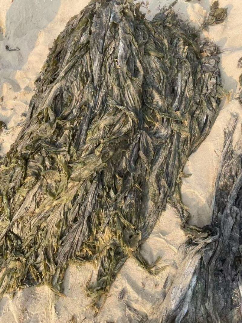 海带干海带海带干日晒海带福建海带无沙海带挂菜产地直接发货