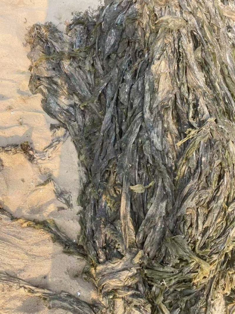 海带干海带海带干日晒海带福建海带无沙海带挂菜产地直接发货