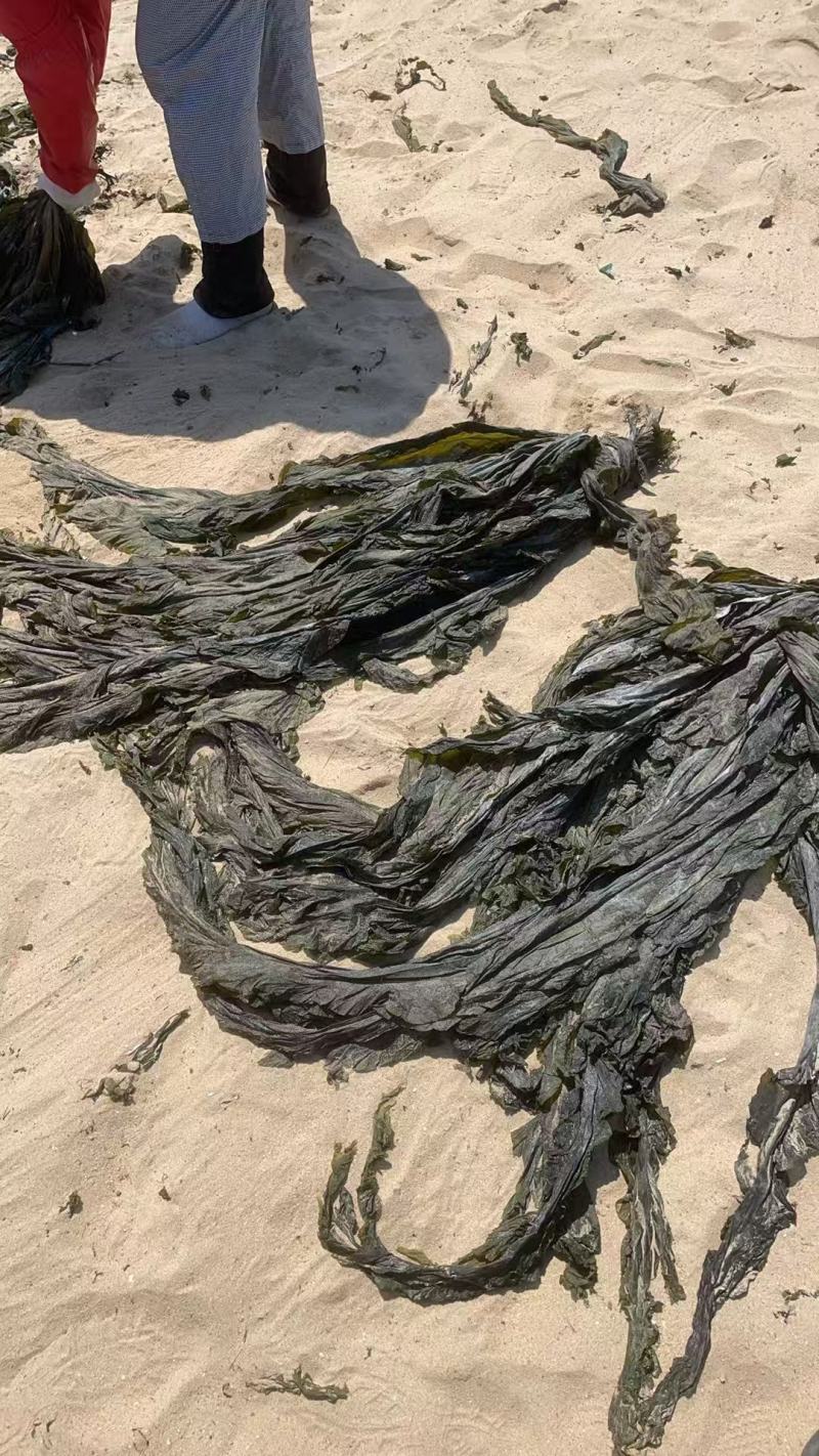 海带干海带海带干日晒海带福建海带无沙海带挂菜产地直接发货