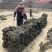 海带干海带海带干日晒海带福建海带无沙海带挂菜产地直接发货