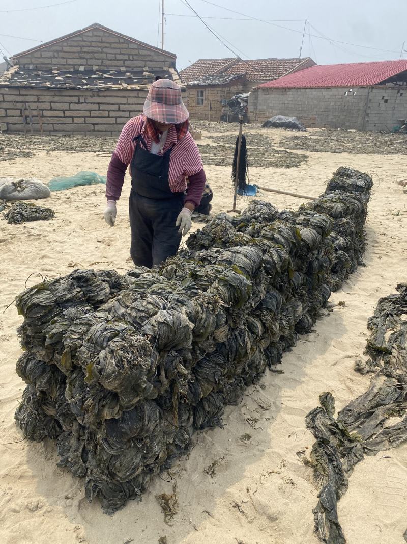 海带干海带海带干日晒海带福建海带无沙海带挂菜产地直接发货